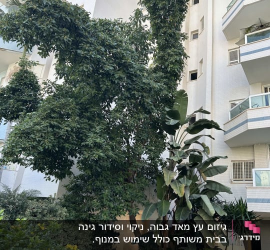 עץ גבוה עם עלים ירוקים ליד בניין מגורים